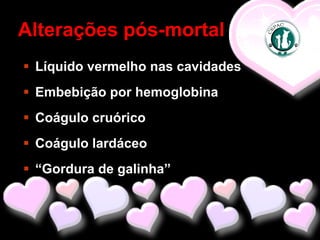 Alterações pós-mortal
 Líquido vermelho nas cavidades
 Embebição por hemoglobina
 Coágulo cruórico
 Coágulo lardáceo
 “Gordura de galinha”
 