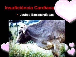 Insuficiência Cardíaca
      Lesões Extracardíacas
 