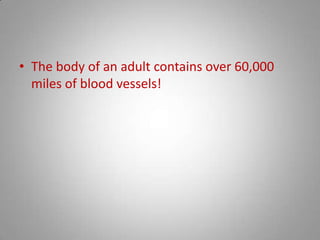 The body of an adult contains over 60,000 miles of blood vessels! 