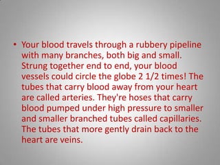 Your blood travels through a rubbery pipeline with many branches, both big and small. Strung together end to end, your blood vessels could circle the globe 2 1/2 times! The tubes that carry blood away from your heart are called arteries. They're hoses that carry blood pumped under high pressure to smaller and smaller branched tubes called capillaries. The tubes that more gently drain back to the heart are veins. 