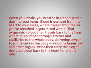 When you inhale, you breathe in air and send it down to your lungs. Blood is pumped from the heart to your lungs, where oxygen from the air you've breathed in gets mixed with it. That oxygen-rich blood then travels back to the heart where it is pumped through arteries and capillaries to the whole body, delivering oxygen to all the cells in the body -- including bones, skin and other organs. Veins then carry the oxygen-depleted blood back to the heart for another ride.
