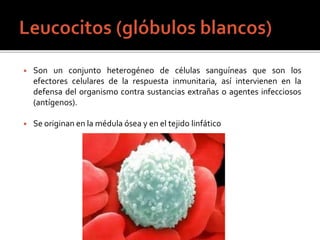 ◾ Son un conjunto heterogéneo de células sanguíneas que son los
efectores celulares de la respuesta inmunitaria, así intervienen en la
defensa del organismo contra sustancias extrañas o agentes infecciosos
(antígenos).
◾ Se originan en la médula ósea y en el tejido linfático
 