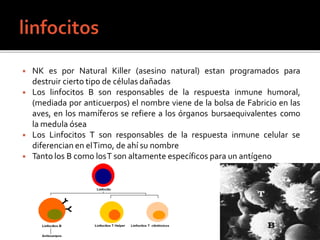 ◾ NK es por Natural Killer (asesino natural) estan programados para
destruir cierto tipo de células dañadas
◾ Los linfocitos B son responsables de la respuesta inmune humoral,
(mediada por anticuerpos) el nombre viene de la bolsa de Fabricio en las
aves, en los mamíferos se refiere a los órganos bursaequivalentes como
la medula ósea
◾ Los Linfocitos T son responsables de la respuesta inmune celular se
diferencian en elTimo, de ahí su nombre
◾ Tanto los B como losT son altamente específicos para un antígeno
 