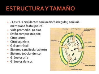 ◾ - Las PQs circulantes son un disco irregular, con una
membrana fosfolípidica.
◾ Vida promedio: 10 días
◾ Están compuestas por:
◾ Citoplasma
◾ Citoesqueleto
◾ Gel contráctil
◾ Sistema canalicular abierto
◾ Sistema tubular denso
◾ Gránulos alfa
◾ Gránulos densos
 