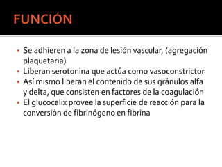 ◾ Se adhieren a la zona de lesión vascular, (agregación
plaquetaria)
◾ Liberan serotonina que actúa como vasoconstrictor
◾ Así mismo liberan el contenido de sus gránulos alfa
y delta, que consisten en factores de la coagulación
◾ El glucocalix provee la superficie de reacción para la
conversión de fibrinógeno en fibrina
 