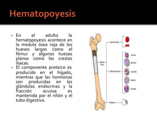 ◾ En el adulto la
hematopoyesis acontece en
la medula ósea roja de los
huesos largos como el
fémur y algunos huesos
planos como las crestas
iliacas.
◾ El componente proteico es
producido en el hígado,
mientras que las hormonas
son producidas en las
glándulas endocrinas y la
fracción acuosa es
mantenida por el riñón y el
tubo digestivo.
 