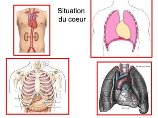 Situation
du coeur
 