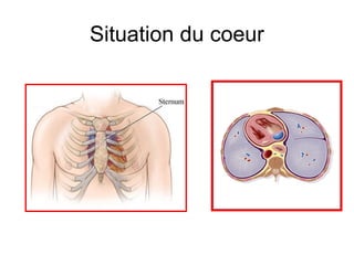 Situation du coeur
 