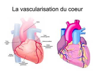 La vascularisation du coeur
 