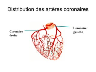 Distribution des artères coronaires


                            Coronaire
Coronaire                   gauche
droite
 