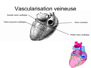 Vascularisation veineuse
 