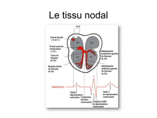 Le tissu nodal
 
