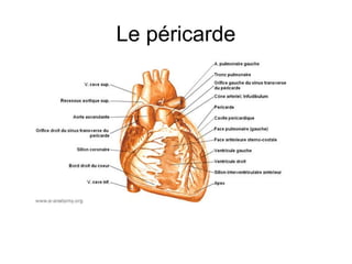 Le péricarde
 