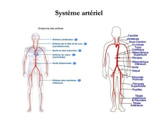 Système artériel
 