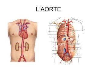 L’AORTE
 