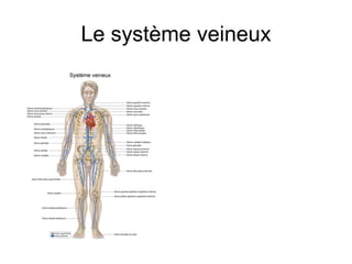 Le système veineux
 