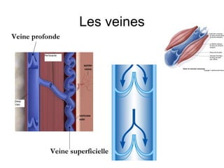 Les veines
Veine profonde




           Veine superficielle
 