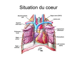 Situation du coeur
 
