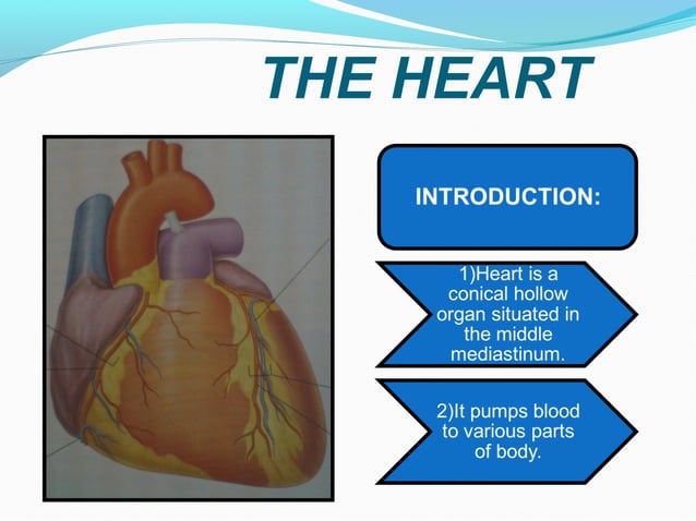 anatomy of cardiovascular system | PPT