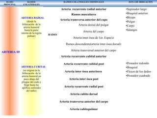 RAMO
PRINCIPAL
RAMOS
COLATERALES
RAMOS COLATERALES-TERMINALES ZONA DE IRRIGACIÒN
ARTERIA HUMBRAL
ARTERIA RADIAL
(desde la
bifurcación de la
arteria humeral
hasta la parte
interna de la región
palmar)
ARTERIA CUBITAL
(se origina en la
bifurcación de la
arteria humeral un
poco abajo del
pliegue del codo y
llega hasta las
apófisis estiloides
del radio)
Arteria recurrente radial anterior
Ramos musculares
Arteria transversa anterior del capo
ARTERIA
RADIO-
PALMAR
Arteria dorsal del pulgar
Arteria del carpo
Arteria ínter ósea de 1er. Espacio
Ramos descendente(arteria ínter ósea dorsal)
Arteria transversal anterior del carpo
Arteria recurrente cubital anterior
Arteria recurrente cubital post
Arteria ínter ósea anteriores
Arteria ínter ósea post
Arteria recurrente radial post
Arteria cubito dorsal
Arteria transversa anterior del carpo
Arteria cubitopalmar
•Supinador largo
•Braquial anterior
•Bíceps
•Pulgar
•Carpo
•falanges
•Pronador redondo
•Braquial
•Flexor de los dedos
•Pronador cuadrado
 