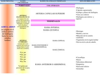 RAMO PRINCIPAL RAMOS
COLATERALES
RAMOS COLATERALES-TERMINALES ZONA DE IRRIGACIÒN
AORTA ABDOMINAL
(se origina en el
orificio aórtico
del diafragma
hasta la cuarta
vértebra
lumbar)
PARIETALES COLATERALES
ARTERIAS
DIAFRAGMATICAS
(se origina en la cara
anterior de la aorta poco
después del orificio del
diafragma y se dirigen
hacia los pilares
correspondientes del
diafragma)
ARTERIAS
LUMBRARES
(emanan de la cara
posterior de la aorta se
dirigen hacia el canal
lateral de la vértebra)
1er. par
2do. par
3er. par
4to. par
5to. Par
*el quinto par
proviene de la sacra
media.
ARTERIA CAPSULAR SUPERIOR
TERMINALES
RAMA INTERNA
RAMA EXTERNA
RAMA POSTERIOR O
DORSOESPINAL
RAMA ESPINAL
RAMA DORSAL
RAMA ANTERIOR O ABDOMINAL
•Diafragma
•Cápsulas suprarrenales
•Esófago y pilares del diafragma
•Vena cava inferior
•Diafragma cara inferior y
superior
•Meninges
•Medula y nervios
•Músculos de los canales
vertebrales
•Tegumentos de la región lumbar
•Nervios de la cola de caballo
•Circunflejas
•Iliacas
•Subcutánea abdominal
•Epigástrica
•Intercostal inferior
•iliolumbar
 