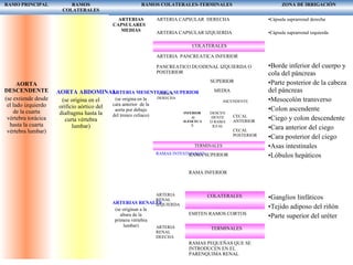 RAMO PRINCIPAL RAMOS
COLATERALES
RAMOS COLATERALES-TERMINALES ZONA DE IRRIGACIÒN
AORTA
DESCENDENTE
(se extiende desde
el lado izquierdo
de la cuarta
vértebra torácica
hasta la cuarta
vértebra lumbar)
AORTA ABDOMINAL
(se origina en el
orificio aórtico del
diafragma hasta la
curta vértebra
lumbar)
ARTERIAS
CAPSULARES
MEDIAS
ARTERIA MESENTERICA SUPERIOR
(se origina en la
cara anterior de la
aorta por debajo
del tronco celiaco)
ARTERIAS RENALES
(se originan a la
altura de la
primera vértebra
lumbar)
ARTERIA CAPSULAR DERECHA •Cápsula suprarrenal derecha
ARTERIA CAPSULAR IZQUIERDA •Cápsula suprarrenal izquierda
COLATERALES
ARTERIA PANCREATICA INFERIOR
PANCREATICO DUODENAL IZQUIERDA O
POSTERIOR
COLICA
DERECHA
SUPERIOR
MEDIA
INFERIOR
O
ILEOCECA
L
ASCENDENTE
DESCEN
DENTE
O RAMA
ILEAL
CECAL
ANTERIOR
CECAL
POSTERIOR
TERMINALES
RAMAS INTESTI-NALES
ARTERIA
RENAL
IZQUIERDA
ARTERIA
RENAL
DEECHA
RAMA SUPERIOR
RAMA INFERIOR
COLATERALES
EMITEN RAMOS CORTOS
TERMINALES
RAMAS PEQUEÑAS QUE SE
INTRODUCEN EN EL
PARENQUIMA RENAL
•Borde inferior del cuerpo y
cola del páncreas
•Parte posterior de la cabeza
del páncreas
•Mesocolòn transverso
•Colon ascendente
•Ciego y colon descendente
•Cara anterior del ciego
•Cara posterior del ciego
•Asas intestinales
•Lóbulos hepáticos
•Ganglios linfáticos
•Tejido adiposo del riñón
•Parte superior del uréter
 