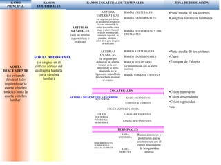 RAMO
PRINCIPAL
RAMOS
COLATERALES
RAMOS COLATERALES-TERMINALES ZONA DE IRRIGACIÒN
AORTA
DESCENDENTE
(se extiende
desde el lado
izquierdo de la
cuarta vértebra
torácica hasta la
cuarta vértebra
lumbar)
AORTA ABDOMINAL
(se origina en el
orificio aórtico del
diafragma hasta la
curta vértebra
lumbar)
ARTERIAS
GENITALES
(son las arterias
espermáticas u
ováricas)
ARTERIA MESENTERICA INFERIOR
(se origina en la
cara anterior de la
aorta a nivel de la
tercera vértebra
lumbar)
ARTERIA
ESPERMATICAS
(se originan por debajo
de las arterias renales en
la cara anterior de la
aorta, descienden hacia
abajo y afuera hasta el
orificio profundo del
conducto inguinal, lo
penetran, recorren y
salen de el para dirigirse
al testículo)
ARTERIAS
OVARICAS
(se originan por
debajo de las arterias
renales en la cara
anterior de la aorta,
desciende en la
ligamento infundíbulo
pélvico hasta alcanzar
el ovario)
RAMAS URETERALES
RAMAS GANGLIONALES
RAMAS DEL CORDON Y DEL
CREMASTER
RAMOS VERTEBRALES
RAMOS GANGLIONARES
RAMOS DEL OVARIO
(se anastomosan con la arteria
uterina)
RAMA TUBARIA EXTERNA
COLATERALES
COLICA
IZQUIERDA
SUPERIOR
RAMO ASCENDENTE
RAMO DESCENDENTE
COLICA IZQUIERDA MEDIA
COLICA
IZQUIERDA
INFERIOR O
SIGMOIDEA
RAMAS ASCENDENTES
RAMAS DESCENDENTES
TERMINALES
HEMORROIDALES
SUPERIORES O
RECTAL SUPERIOR
RAMA
IZQUIERDA
RAMA
DERECHA
Ramos anteriores y
posteriores que se
anastomosan con el
ramos descendente
de la sigmoidea
inferior
•Parte media de los uréteres
•Ganglios linfáticos lumbares
•Parte media de los uréteres
•Útero
•Trompas de Falopio
•Colon transverso
•Colon descendente
•Colon sigmoidea
•ano
 