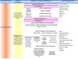 RAMO PRINCIPAL RAMOS
COLATERALES
RAMOS COLATERALES-TERMINALES ZONA DE IRRIGACIÒN
RAMOS TERMINALES DE LA AORTA
SACRA MEDIA
(tiene su origen en la
cara posterior de la
extremidad inferior de la
aorta)
ARTERIAS ILICAS
PRIMITIVAS
(se origina en el borde
inferior de la cuarta
vértebra lumbar,
divergen hacia fuera y
hacia abajo hasta la
sínfisis sacroiliacas)
RAMOS PARIETALES
COLATERALES
QUINTA
ARTERIA
LUMBAR
PARIETALES
*omite de
cuatro a cinco
RAMO DORSOESPINAL
RAMO ANTERIOR
RAMOS PERIOSTICOS
RAMOS MUSCULARES
RAMOS VISCERALES
TERMINALES
ARTERIA HEMORROIDALES POSTERIORES
(en numero variable, se originan a distintas alturas en la cara posterior del
recto y se anastomosan con otras hemorroidales, en el cóccix se ramifica en
la glándula de luschka)
ARTERIA ILIACA INTERNA O
HIPOGASTRICA
(se originan en
la sínfisis
sacroiliaca
hasta el borde
superior de la
escotadura
ciática mayor)
RAMAS INTERPELVICAS PARIETALES
ILIOLUMBAR
SACRAS
LATERALES
*dos para cada
lado
RAMA ASCENDENTE O LUMBAR
RAMA TRANSVERSAL O ILIACA
SACRA
LATERAL
SUPERIOR
SACRA
LATERAL
INFERIOR
RAMO ESPINAL
RAMO DORSAL
RAMOS EXTERNOS
RAMOS LATERALES
RAMOS ESPINALES
RAMAS INTRAPELVIAS VISCERALES
ARTERIA UMBILICAL
(en el feto es muy gruesa,
dentro del cordón umbilical y
se dirige a la placenta después
del nacimiento se transforma
en un cordón fibroso
permeable en su porción
pélvica)
ARTERIAS
VISICALES
SUPERIORES
•Canal raquídeo
•Músculos espinales
•Músculos psoas
•Músculos iliaco
•Huesos
•Músculos
•Recto
•Ano
•Psoa
•Cuadrado lumbar
•Músculo iliaco
•Peritoneo
•Conducto sacro
•Inserciones sacras de los
músculos
•Músculo piramidal
•Músculo isquiococcigeo
•Cola de caballo
•Vejiga
•próstata
 