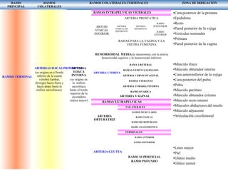 RAMO
PRINCIPAL
RAMOS
COLATERALES
RAMOS COLATERALES-TERMINALES ZONA DE IRRIGACIÒN
RAMOS TERMINALES DE LA AORTA
ARTERIAS ILICAS PRIMITIVAS
(se origina en el borde
inferior de la cuarta
vértebra lumbar,
divergen hacia fuera y
hacia abajo hasta la
sínfisis sacroiliacas)
ARTERIA
ILIACA
INTERNA
(se origina en
la sínfisis
sacroiliaca
hasta el borde
superior de la
escotadura
ciática mayor)
RAMAS INTRAPELVICAS VICERALES
ARTERI
VESICAL
INFERIOR
ARTERIA PROSTATICA
ARTERIA
VESICULAR
DEFERENTE
ARTERIA
DEFERENTE
RAMO
POSTERIOR
RAMO
ANTERIOR
RAMAS PARA LA VAGINA Y LA
URETRA FEMENINA
HEMORROIDAL MEDIA(se anastomosa con la arteria
hemorroidal superior y la hemorroidal inferior)
ARTERIA UTERINA
RAMA URETERAL
RAMAS VESICO VAGINALES
ARTERIA CERVICOVAGINAL
RAMAS UTERANAS
ARTERIA TUBARIA INTERNA
RAMO OVARICA
ARTERIA VAGINAL
RAMAS EXTRAPELVICAS
ARTERIA
OBTURATRIZ
ARTERIA GLUTEA
COLATERALES
RAMOS MUSCULARES
RAMO VESICAL
RAMO RETROPUBIANO
RAMO ANASTOMOTICO
TERMINALES
RAMO ANTERIOR
RAMO POSTERIOR
RAMO SUPERFICIAL
RAMO POFUNDO
•Cara posterior de la próstata
•Epidídimo
•Recto
•Pared posterior de la vejiga
•Vesículas seminales
•Próstata
•Pared posterior de la vagina
•Músculo iliaco
•Músculo obturador interno
•Cara anteroinferior de la vejiga
•Cara posterior del pubis
•Pubis
•Músculo pectíneo
•Músculo obturador externo
•Músculo recto interno
•Músculos abductores del muslo
•Músculo adyacente
•Articulación coxofemoral
•Leteo mayor
•Piel
•Glúteo medio
•Glúteo menor
 