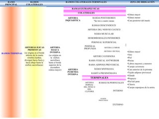 RAMO
PRINCIPAL
RAMOS
COLATERALES
RAMOS COLATERALES-TERMINALES ZONA DE IRRIGACIÒN
RAMOS TERMINALES DE LA AORTA
ARTERIAS ILICAS
PRIMITIVAS
(se origina en el borde
inferior de la cuarta
vértebra lumbar,
divergen hacia fuera y
hacia abajo hasta la
sínfisis sacroiliacas)
ARTERIA
ILIACA
INTERNA
(se origina en
la sínfisis
sacroiliaca
hasta el borde
superior de la
escotadura
ciática mayor)
RAMAS EXTRAPELVICAS
COLATERALES
ARTERIA
ISQUIARTICA
ARTERIA
PUDENDA
INTERNA
RAMAS POSTERIORES
*de tres a cuatro ramas
RAMAS DESCENDENTE
ARTERIA DEL NERVIO CIATICO
RAMA MUSCULAR
HEMORROIDALES INFERIORES
PERINEAL SUPERFICIAL
PERINEAL
PROFUNDA
ARTERIA LUMBAR
ARTERIA URETRAL
ARTERI CAVERNOSA
RAMA VESICAL ANTWERIOR
RAMA ADIPOSA PREVESICAL
RAMA SINFISIANA
RAMITA PRESINFISIANA
TERMINALES
ARTERIA
DORSAL
DEL PENE O
DEL
CLITORIS
RAMAS SUPERFICIALES
RAMOS
PROFUNDOS
INTERNO
EXTERNO
•Glúteo mayor
•Glúteo menor
•Cara posterior del muslo
•Glúteo mayor
•Ano
•Piel
•Perine
•Labios mayores y menores
•Cuerpo cavernoso
•Cara anterior de la próstata
•Tejido adiposo prevesical
•Glande
•Prepucio
•Piel del pene
•Clítoris
•Cuerpo esponjoso de la uretra
 