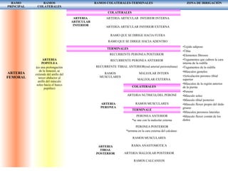 RAMO
PRINCIPAL
RAMOS
COLATERALES
RAMOS COLATERALES-TERMINALES ZONA DE IRRIGACIÒN
ARTERIA
FEMORAL
ARTERIA
POPITLEA
(es una prolongación
de la femoral, se
extiende del anillo del
tercer abductor al
anillo del músculo
soleo hacia el hueco
popitleo)
COLATERALES
ARTERIA
ARTICULAR
INFERIOR
ARTERIA ARTICULAR INFERIOR INTERNA
ARTERIA ARTICULAR INFERIOR EXTERNA
ARTERIA
GEMELA
RAMO QUE SE DIRIGE HACIA FUERA
RAMO QUE SE DIRIGE HACIA ADENTRO
TERMINALES
ARTERIA
TIBIAL
ANTERIOR
RECURRENTE PERONEA POSTERIOR
RECURRENTE PERONEA ANTERIOR
RECURRENTE TIBIAL ANTERIOR(red arterial perirotuliana)
RAMOS
MUSCULARES
MALEOLAR INTERN
MALEOLAR EXTERNA
TRONCO
TIBIO
PERONEO
ARTERIA
PERONEA
COLATERALES
ARTERIA NUTRICIA DEL PERONE
RAMOS MUSCULARES
TERMINALE
PERONEA ANTERIOR
*se une con la maleolar externa
PERONEA POSTERIOR
*termina en la cara externa del calcáneo
ARTERIA
TIBIAL
POSTERIOR
RAMOS MUSCULARES
RAMA ANASTOMOTICA
ARTERIA MALEOLAR POSTERIOR
RAMOS CALCANEOS
•Tejido adiposo
•Tibia
•Elementos fibrosos
•Tegumentos que cubren la cara
interna de la rodilla
•Tegumentos de la rodilla
•Músculos gemelos
•Articulación peroneo tibial
superior
•Músculos de la región anterior
de la pierna
•Penone
•Músculo soleo
•Músculo tibial posterior
•Músculo flexor propio del dedo
grueso
•Músculos peroneos laterales
•Músculo flexor común de los
dedos
 
