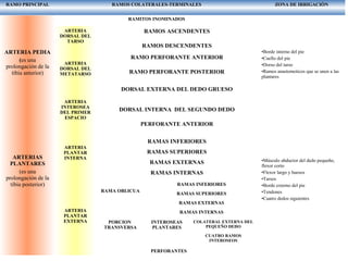 RAMO PRINCIPAL RAMOS COLATERALES-TERMINALES ZONA DE IRRIGACIÒN
ARTERIA PEDIA
(es una
prolongación de la
tibia anterior)
ARTERIAS
PLANTARES
(es una
prolongación de la
tibia posterior)
RAMITOS INOMINADOS
ARTERIA
DORSAL DEL
TARSO
ARTERIA
DORSAL DEL
METATARSO
ARTERIA
INTEROSEA
DEL PRIMER
ESPACIO
ARTERIA
PLANTAR
INTERNA
ARTERIA
PLANTAR
EXTERNA
RAMOS ASCENDENTES
RAMOS DESCENDENTES
RAMO PERFORANTE ANTERIOR
RAMO PERFORANTE POSTERIOR
DORSAL EXTERNA DEL DEDO GRUESO
DORSAL INTERNA DEL SEGUNDO DEDO
PERFORANTE ANTERIOR
RAMAS INFERIORES
RAMAS SUPERIORES
RAMAS EXTERNAS
RAMAS INTERNAS
RAMA OBLICUA
PORCION
TRANSVERSA
RAMAS INFERIORES
RAMAS SUPERIORES
RAMAS EXTERNAS
RAMAS INTERNAS
INTEROSEAS
PLANTARES
COLATERAL EXTERNA DEL
PEQUEÑO DEDO
CUATRO RAMOS
INTEROSEOS
RAMOS PERFORANTES POSTERIORES
•Borde interno del pie
•Cuello del pie
•Dorso del tarso
•Ramos anastomoticos que se unen a las
plantares
•Músculo abductor del dedo pequeño,
flexor corto
•Flexor largo y huesos
•Tarsos
•Borde externo del pie
•Tendones
•Cuatro dedos siguientes
 