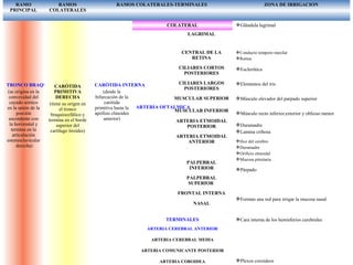 TRONCO BRAQUIOCEFALICO
(se origina en la
convexidad del
cayado aórtico
en la unión de la
porción
ascendente con
la horizontal y
termina en la
articulación
estemoclavicular
derecha)
CARÒTIDA
PRIMITIVA
DERECHA
(tiene su origen en
el tronco
braquiocefálico y
termina en el borde
superior del
cartílago tiroides)
RAMO
PRINCIPAL
RAMOS
COLATERALES
RAMOS COLATERALES-TERMINALES ZONA DE IRRIGACION
CARÒTIDA INTERNA
(desde la
bifurcación de la
carótida
primitiva hasta la
apófisis clinoides
anterior)
ARTERIA OFTALMICA
TERMINALES
ARTERIA CEREBRAL ANTERIOR
ARTERIA CEREBRAL MEDIA
ARTERIA COMUNICANTE POSTERIOR
ARTERIA COROIDEA
LAGRIMAL
CENTRAL DE LA
RETINA
CILIARES CORTOS
POSTERIORES
CILIARES LARGOS
POSTERIORES
MUSCULAR SUPERIOR
MUSCULAR INFERIOR
ARTERIA ETMOIDAL
POSTERIOR
ARTERIA ETMOIDAL
ANTERIOR
PALPEBRAL
INFERIOR
PALPEBRAL
SUPERIOR
FRONTAL INTERNA
NASAL
COLATERAL Glándula lagrimal
Conducto temporo maxilar
Retina
Esclerótica
Elementos del iris
Músculo elevador del parpado superior
Músculo recto inferior,exterior y oblicuo menor
Duramadre
Lamina cribosa
Hoz del cerebro
Duramadre
Orificio etmoidal
Mucosa pituitaria
Párpado
Forman una red para irrigar la mucosa nasal
Cara interna de los hemisferios cerebrales
Plexos coroideos
 