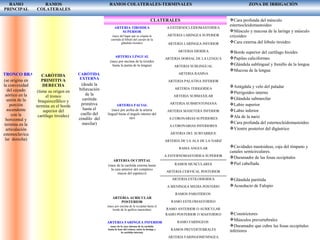 TRONCO BRAQUIOCEFALICO
(se origina en
la convexidad
del cayado
aórtico en la
unión de la
porción
ascendente
con la
horizontal y
termina en la
articulación
estemoclavicu
lar derecha)
CARÒTIDA
PRIMITIVA
DERECHA
(tiene su origen en
el tronco
braquiocefálico y
termina en el borde
superior del
cartílago tiroides)
RAMO
PRINCIPAL
RAMOS
COLATERALES
RAMOS COLATERALES-TERMINALES ZONA DE IRRIGACIÒN
CARÒTIDA
EXTERNA
(desde la
bifurcación
de la
carótida
primitiva
hasta el
cuello del
còndilo del
maxilar)
CLATERALES
ARTERIA TIROIDEA
SUPERIOR
(nace del lugar que se origina la
carótida al lóbulo del cuerpo de la
glándula tiroides)
ARTERIA LINGUAL
(nace por encima de la tiroides
hasta la punta de la lengua)
ARTERIA FACIAL
(nace por arriba de la arteria
lingual hasta el ángulo interno del
ojo)
ARTERIA OCCIPITAL
(nace de la carótida externa hasta
la cara anterior del complexo
mayor del espènico)
ARTERIA AURICULAR
POSTERIOR
(nace por encima de la occipital hasta el
borde de la apófisis mastoidea)
ARTERIA FARINGEA INFERIOR
(nace de la cara interna de la carótida
hasta la base del cráneo, entre la faringe y
la carótida interna)
A.ESTERNOCLEIDOMASTOIDEA
ARTERIA LARINGEA SUPERIOR
ARTERIA LARINGEA INFERIOR
ARTERIA HIOIDEA
ARTERIA DORSAL DE LA LENGUA
ARTERIA SUBLINGUAL
ARTERIA RANINA
ARTERIA PALATINA INFERIOR
ARTERIA TERIGOIDEA
ARTERIA SUBMAXILAR
ARTERIA SUBMENTONIANA
ARTERIA MASETERA INFERIOR
A.CORONARIAS SUPERIORES
A.CORONARIAS INFERIORES
ARTERIA DEL SUBTABIQUE
ARTERIA DE LA ALA DE LA NARIZ
RAMA ANGULAR
A.ESTERNOMASTOIDEA SUPERIOR
RAMOS MUSCULARES
ARTERIA CERVICAL POSTERIOR
ARTERIA.ESTILOHIOIDEA
A.MENINGEA MEDIA POSTERIO
RAMOS PAROTIDEOS
RAMO ESTILOMASTOIDEO
RAMO ANTERIOR O AURICULAR
RAMO POSTERIOR O MASTOIDEO
RAMO FARINGEOS
RAMOS PREVERTEBRALES
ARTERIA FARINGOMENINGEA
Cara profunda del músculo
esternocleidomastoideo
Músculo y mucosa de la laringe y músculo
cricoideo
Cara externa del lóbulo tiroideo
Borde superior del cartílago hioides
Papilas caliciformes
Glándula sublingual y frenillo de la lengua
Mucosa de la lengua
Amígdala y velo del paladar
Pterigoideo interno
Glándula submaxilar
Labio superior
Labio inferior
Ala de la nariz
Cara profunda del esternocleidomastoideo
Vientre posterior del digàstrico
Cavidades mastoideas, caja del tímpano y
canales semicirculares.
Duramadre de las fosas occipitales
Piel cabelluda
Glándula paròtida
Acueducto de Falopio
Constrictores
Músculos prevertebrales
Duramadre que cubre las fosas occipitales
inferiores
 