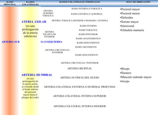 RAMO
PRINCIPAL
RAMOS
COLATERALES
RAMOS COLATERALES-TERMINALES ZONA DE IRRIGACIÒN
ARTERIA SUBCLAVIA DERECHA O IZQUIERDA
ATERIA AXILAR
(es una
prolongación
de la arteria
subclavia)
ARTERIA HUMBRAL
(es una
prolongación de
la arteria axilar,
se extiende desde
el borde inferior
del pectoral
mayor hasta el
pliegue del codo)
ARTERIA
ACROMIO
TORACICA
RAMA INTERNA O TORACICA
RAMA EXTERNA O ACROMIAL
ARTERIA TORACICA INFERIOR O MAMARIA EXTERNA
ARTERIA
ESCAPULAR
INTERIOR
RAMO INTERNO
RAMO TORACICO
RAMO POSTERIOR
RAMO ANASTOMOTICO
RAMO DESCENDENTE
ARTERIA CIRCUNFLEJA
ANTERIOR
RAMO ASCENDENTE
RAMO DESCENDENTE
ARTERIA CIRCUNFLEJA POSTERIOR
ARTERIA BICIPITAL
ARTERA NUTRICIA DEL HUESO
ARTERIA COLATERAL EXTERNA O HUMERAL PROFUNDA
ARTERIA COLATERAL INTERNA SUPERIOR
ARTERIA COLATERAL INTERNA INFERIOR
•Pectoral mayor
•Pectoral menor
•Deltoides
•Serrato mayor
•Intercostal
•Glándula mamaria
•Bíceps
•Humero
•Músculo redondo mayor
•tríceps
 