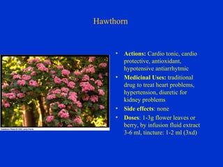 Hawthorn


     •   Actions: Cardio tonic, cardio
         protective, antioxidant,
         hypotensive antiarrhytmic
     •   Medicinal Uses: traditional
         drug to treat heart problems,
         hypertension, diuretic for
         kidney problems
     •   Side effects: none
     •   Doses: 1-3g flower leaves or
         berry, by infusion fluid extract
         3-6 ml, tincture: 1-2 ml (3xd)
 