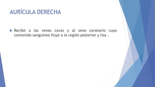 AURÍCULA DERECHA
 Recibe a las venas cavas y al seno coronario cuyo
contenido sanguíneo fluye a la región posterior y lisa .
 