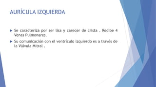 AURÍCULA IZQUIERDA
 Se caracteriza por ser lisa y carecer de crista . Recibe 4
Venas Pulmonares.
 Su comunicación con el ventrículo izquierdo es a través de
la Válvula Mitral .
 