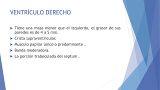 VENTRÍCULO DERECHO
 Tiene una masa menor que el Izquierdo, el grosor de sus
paredes es de 4 a 5 mm.
 Crista supraventricular.
 Musculo papilar único o predominante .
 Banda moderadora.
 La porción trabeculada del septum .
 