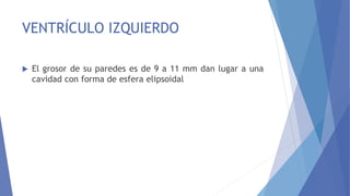 VENTRÍCULO IZQUIERDO
 El grosor de su paredes es de 9 a 11 mm dan lugar a una
cavidad con forma de esfera elipsoidal
 