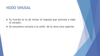 NODO SINUSAL
 Su función es la de iniciar el impulso que activará a todo
el corazón .
 Se encuentra cercano a la unión de la vena cava superior.
 