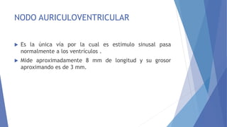 NODO AURICULOVENTRICULAR
 Es la única vía por la cual es estimulo sinusal pasa
normalmente a los ventrículos .
 Mide aproximadamente 8 mm de longitud y su grosor
aproximando es de 3 mm.
 