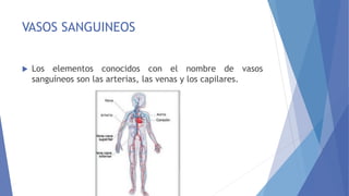 VASOS SANGUINEOS
 Los elementos conocidos con el nombre de vasos
sanguíneos son las arterias, las venas y los capilares.
 
