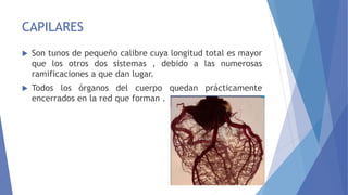 CAPILARES
 Son tunos de pequeño calibre cuya longitud total es mayor
que los otros dos sistemas , debido a las numerosas
ramificaciones a que dan lugar.
 Todos los órganos del cuerpo quedan prácticamente
encerrados en la red que forman .
 