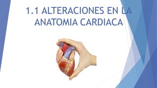 1.1 ALTERACIONES EN LA
ANATOMIA CARDIACA
 
