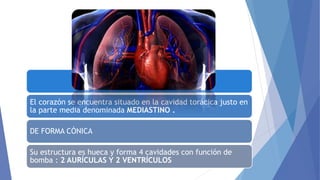 El corazón se encuentra situado en la cavidad torácica justo en
la parte media denominada MEDIASTINO .
DE FORMA CÓNICA
Su estructura es hueca y forma 4 cavidades con función de
bomba : 2 AURÍCULAS Y 2 VENTRÍCULOS
 