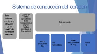 Sistema deconduccióndel corazón
Este
sistema
mantienela
eficiencia
de la
funciónde
bombadel
corazón.
Cuentacon
células
especializadas
de los
marcapasosque
originan
impulsos
controlandoel
ritmocardiaco.
Estácompuesto
por:
Nódulo
sinoauricular
(SA)
Vías
internodulares
Nódulo
auriculoventricul
ar (AV)
Hazde
His
 