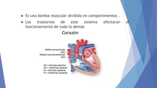  Es una bomba muscular dividida en compartimentos .
 Los trastornos de este sistema afectaran el
funcionamiento de todo lo demás
 
