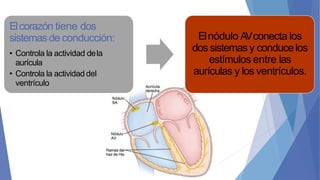 Elcorazón tiene dos
sistemasde conducción:
• Controla la actividad dela
aurícula
• Controla la actividad del
ventrículo
Elnódulo AVconecta los
dos sistemas y conducelos
estímulos entre las
aurículas y los ventrículos.
 
