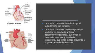  La arteria coronaria derecha irriga el
lado derecho del corazón.
 La arteria coronaria izquierda principal
se divide en la arteria anterior
descendiente izquierda, que irriga el
frente del corazón, y la arteria
circunfleja, que irriga el lado izquierdo y
la parte de atrás del corazón.
 